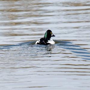 Common Goldeneye