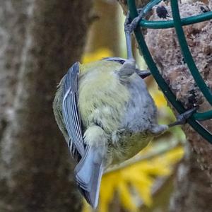 Blue Tit