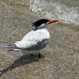 Royal Tern