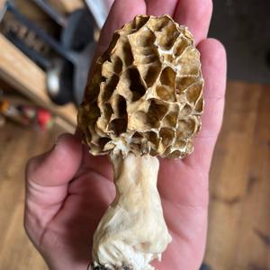 Yellow Morel