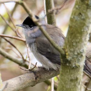 Blackcap