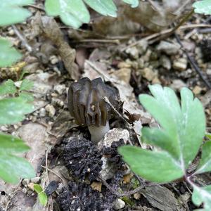 Half-free Morel