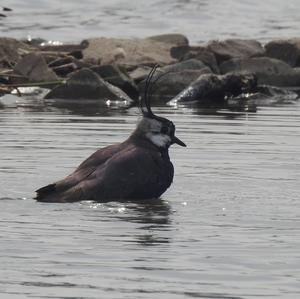 Northern Lapwing