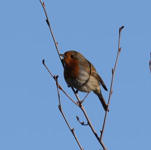 European Robin