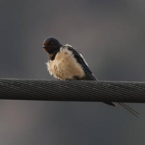 Barn Swallow