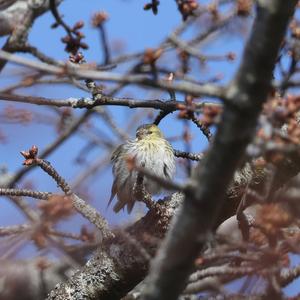 Eurasian Siskin