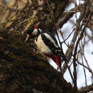 Great Spotted Woodpecker