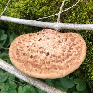 Dryad`s Saddle