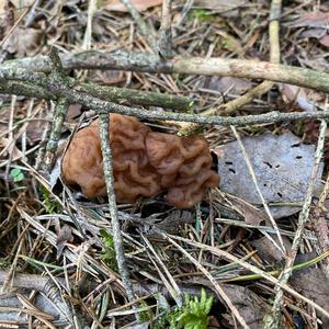 Conifer False Morel