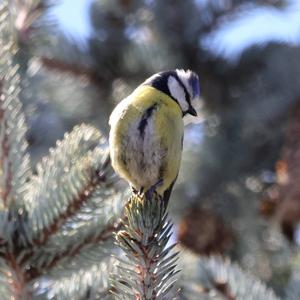 Blue Tit