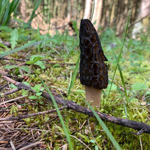 Black Morel