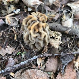 Yellow Morel