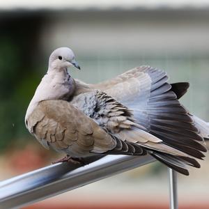 Eurasian Collared-dove