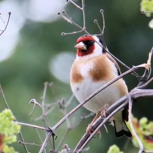 European Goldfinch