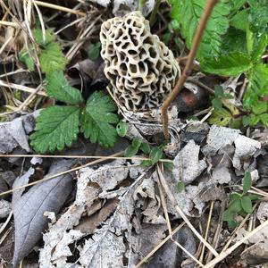 Yellow Morel