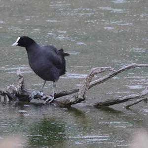 Common Coot