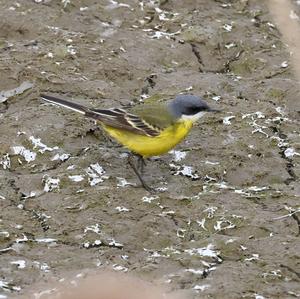 Yellow Wagtail