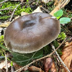 Fawn Mushroom