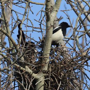 Black-billed Magpie