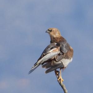 Western Marsh-harrier