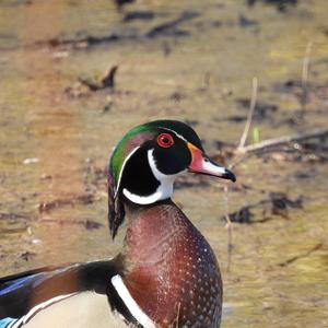 Wood Duck