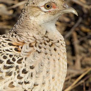 Common Pheasant