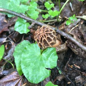 Yellow Morel