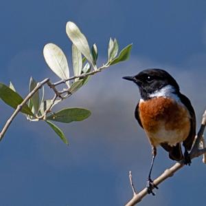 European stonechat