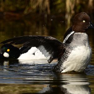 Common Goldeneye