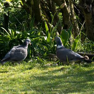 Common Wood-pigeon