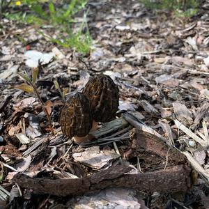 Black Morel