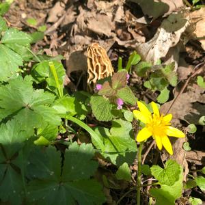 Black Morel