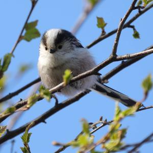 Long-tailed Tit