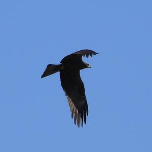 Black Kite