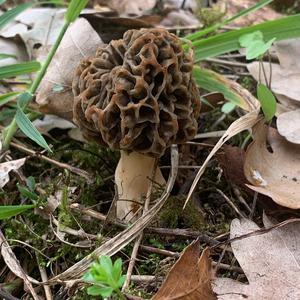 Yellow Morel