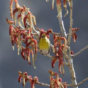 European Serin