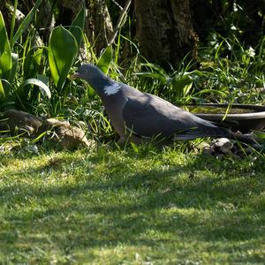 Common Wood-pigeon