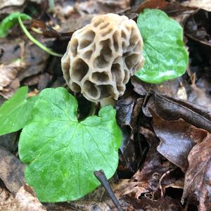 Yellow Morel