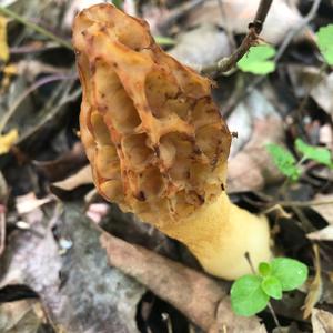 Yellow Morel