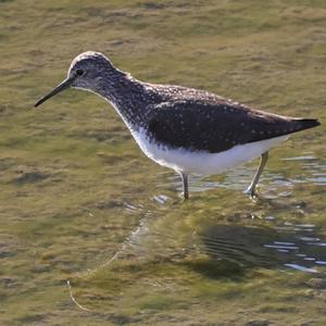 Green Sandpiper