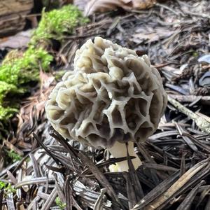 Yellow Morel