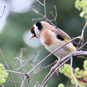 European Goldfinch