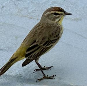 Palm Warbler