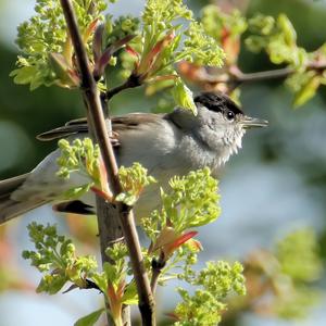 Blackcap