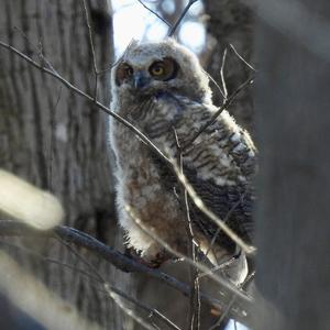 Great Horned Owl