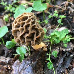 Yellow Morel