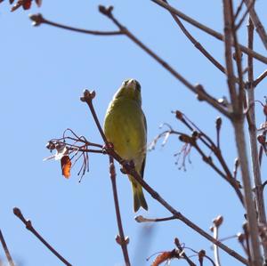 European Greenfinch