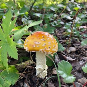 Fly Agaric