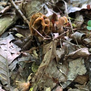 Yellow Morel