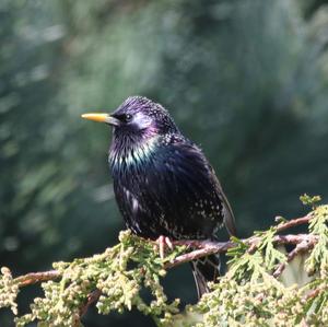 Common Starling